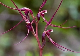 Acianthus caudatus Mayfly Orchid(d)